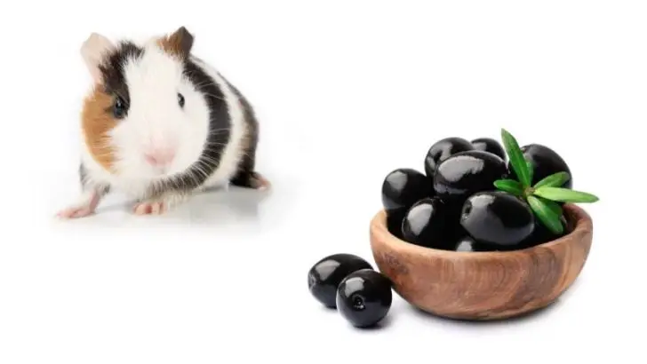 Can Guinea Pigs Eat Black Olives?