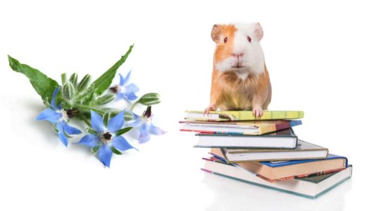 can-guinea-pigs-eat-borage-pet-diet-guide