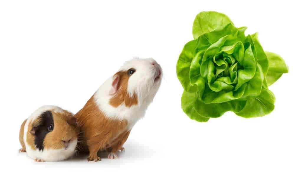 Can Guinea Pigs Eat Boston Lettuce?