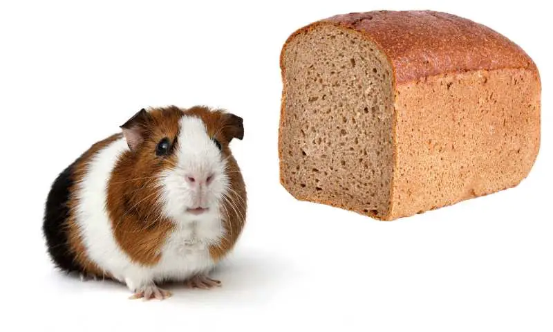 Can Guinea Pigs Eat Bread?