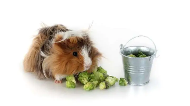 Can Guinea Pigs Eat Brussels Sprouts?