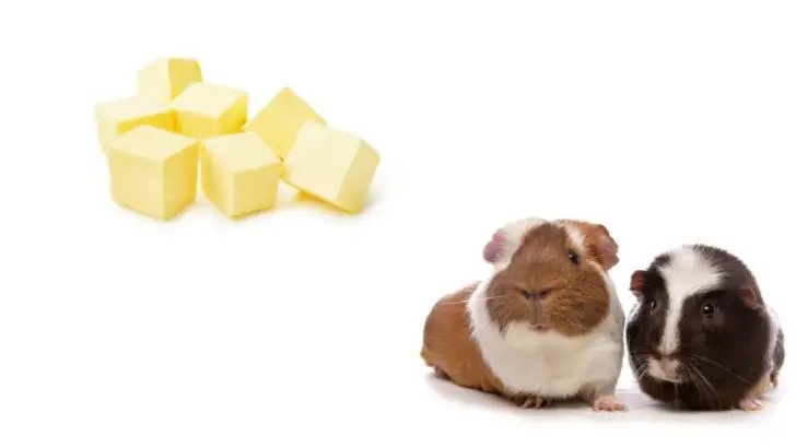 Can Guinea Pigs Eat Butter?