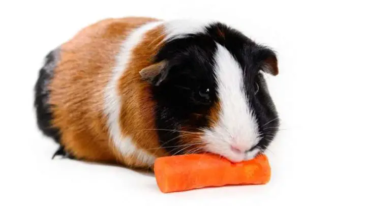 Can Guinea Pigs Eat Carrots?