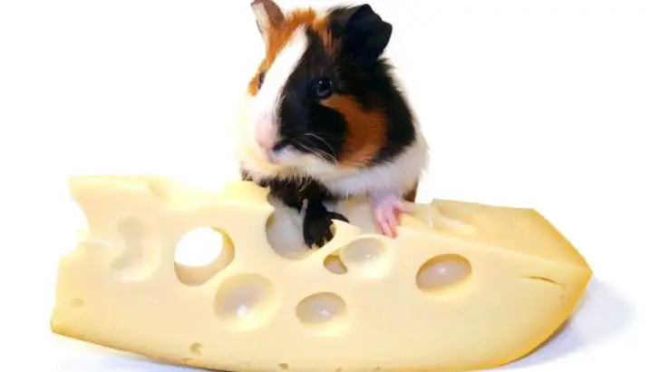 Can Guinea Pigs Eat Cheese? Healthy Or Toxic?