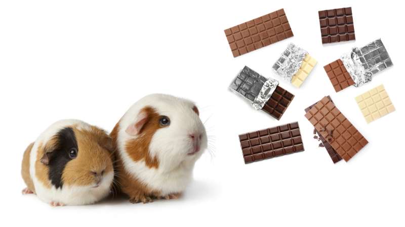 Curated Guinea Pigs Eating Chocolate Capsules Gallery View 36