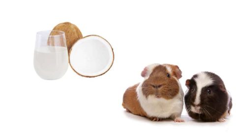 Picture of Can Guinea Pigs Eat Coconut? | Pet Diet Guide