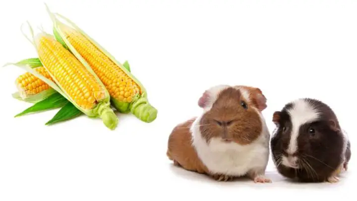Can Guinea Pigs Eat Corn?