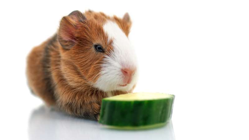 Guinea Pigs Love Cucumbers photo