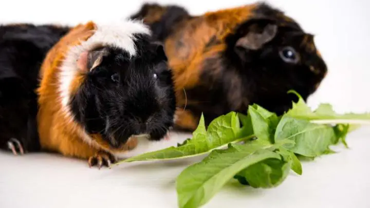 Can Guinea Pigs Eat Dandelion Greens?