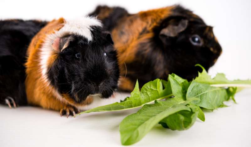 can-guinea-pigs-eat-dandelion-greens-pet-diet-guide