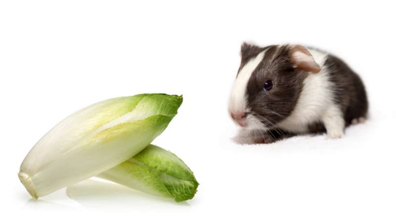 Can Guinea Pigs Eat Endive? | Pet Diet Guide - Endive Greens Guinea Pigs