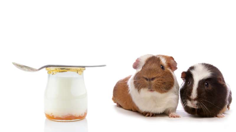 Thumbnail for Greek Yogurt And Guinea Pig Gut