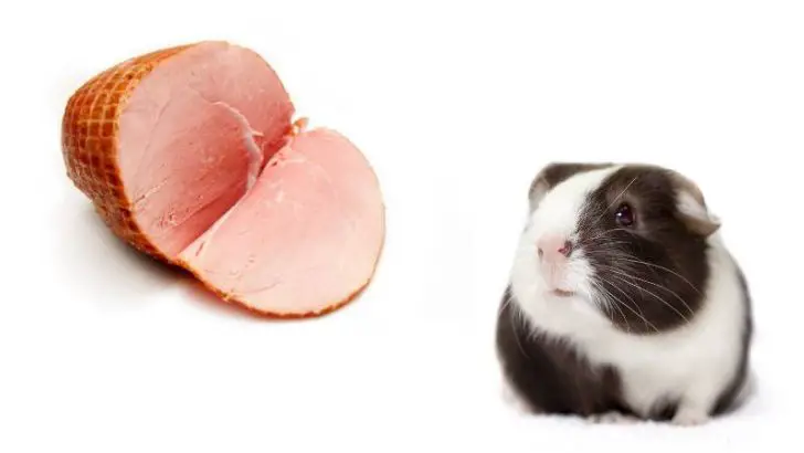 Can Guinea Pigs Eat Ham?