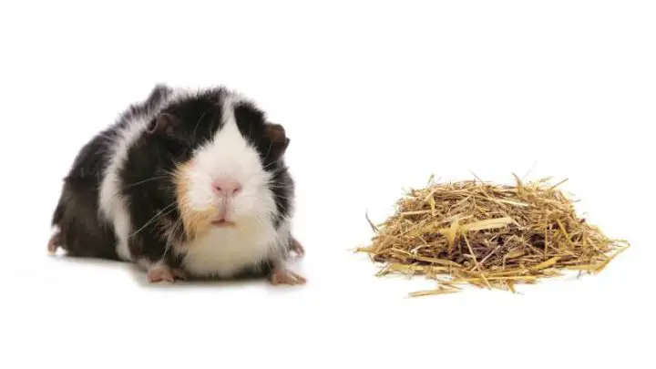 Can Guinea Pigs Eat Hay?
