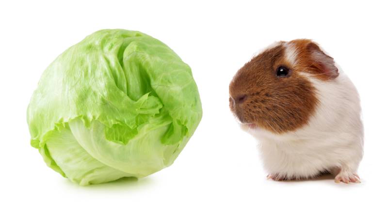 View of Can Guinea Pigs Eat Iceberg Lettuce? | Pet Diet Guide