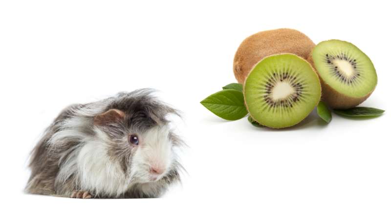 Picture of Can Guinea Pigs Eat Kiwi? | Pet Diet Guide