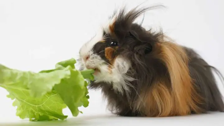 Can Guinea Pigs Eat Lettuce?