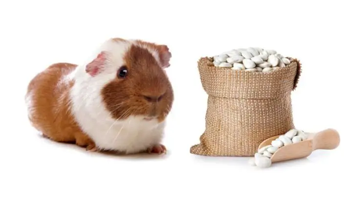 Can Guinea Pigs Eat Lima Beans?