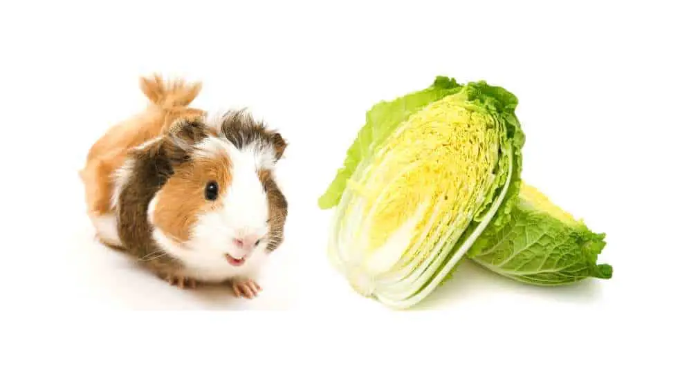 Can Guinea Pigs Eat Napa Cabbage?