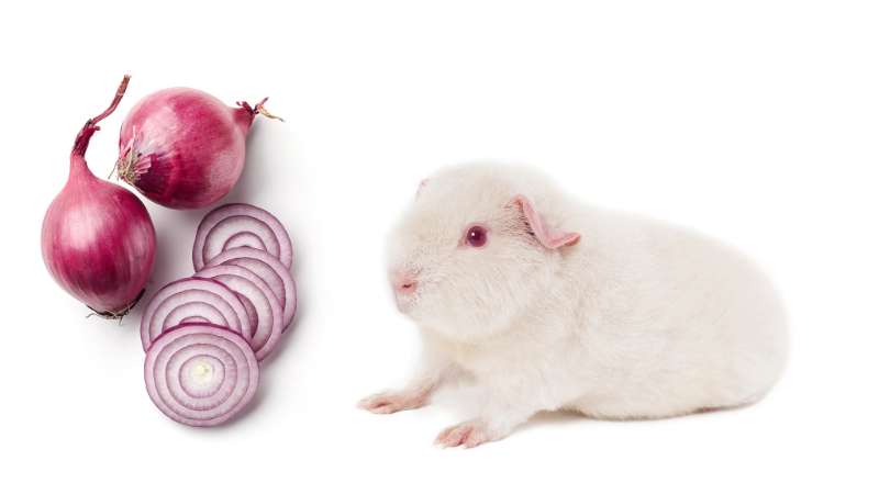 Image showcasing Can Guinea Pigs Eat Onions? | Pet Diet Guide