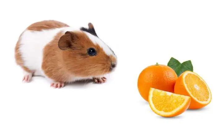 Can Guinea Pigs Eat Oranges?