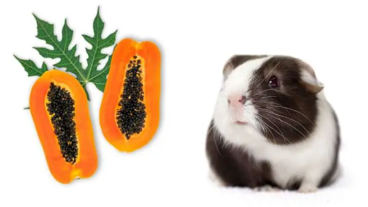 Can Guinea Pigs Eat Papaya?