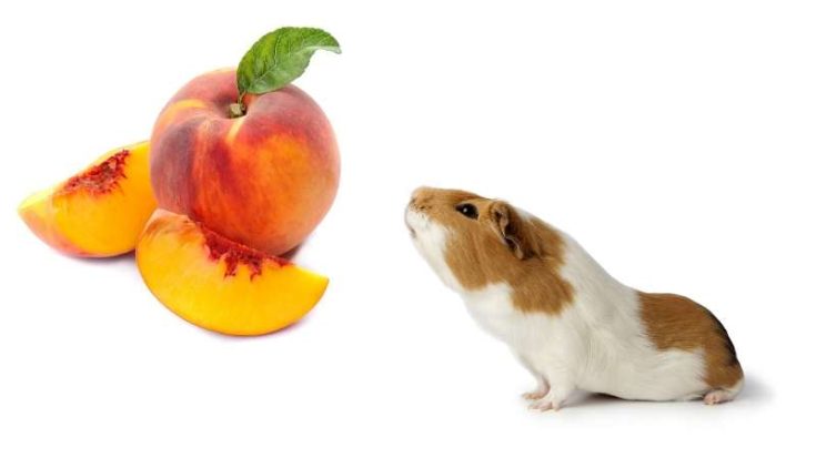 Exquisite Can Guinea Pigs Have Peaches Picture in 4K Exquisite Can Guinea Pigs Have Peaches Picture in 4K