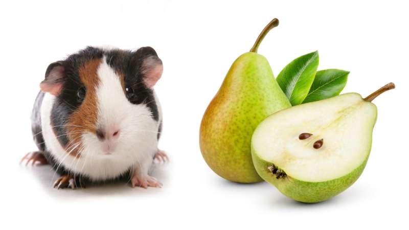 Photo inspiration: Picture Idea: Can Guinea Pigs Eat Pears