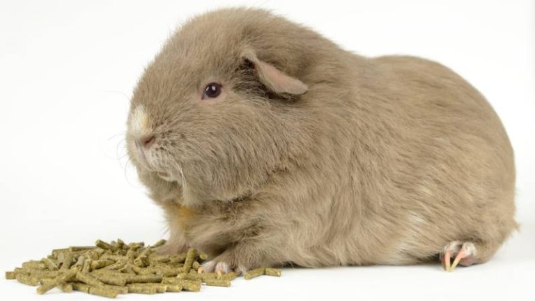 Picture of Can Guinea Pigs Eat Pellets? | Pet Diet Guide