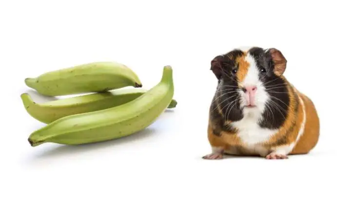 Can Guinea Pigs Eat Plantains?