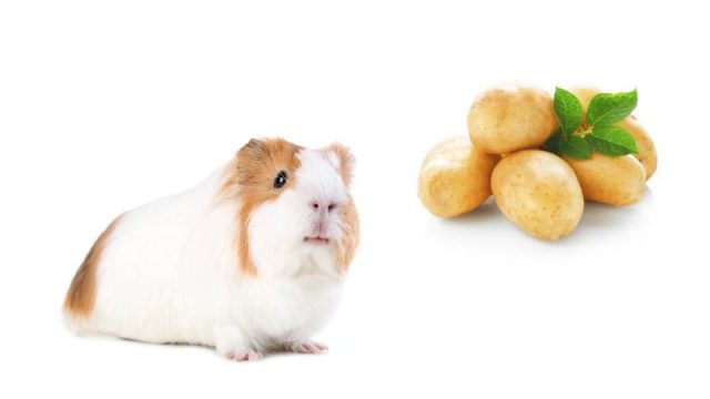 Can Guinea Pigs Eat Potatoes? | Pet Diet Guide
