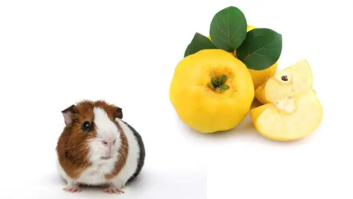 Can Guinea Pigs Eat Quince?