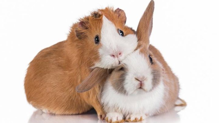 Can Guinea Pigs Eat Rabbit Food?