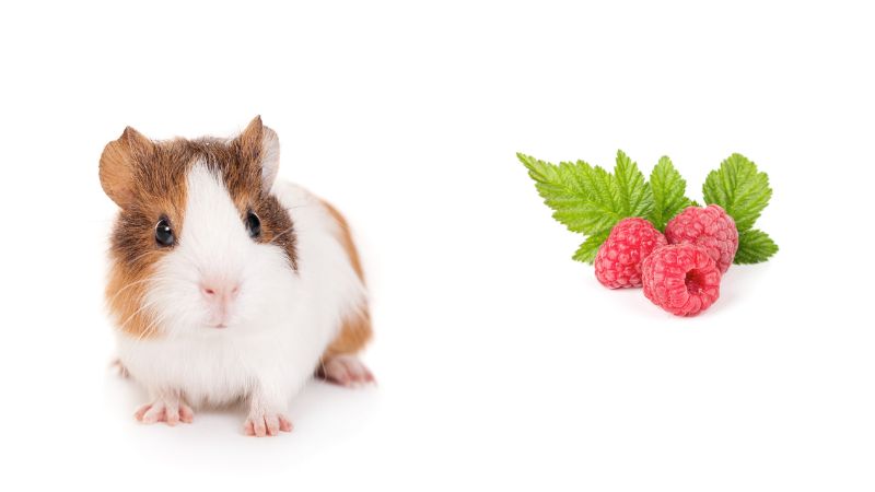 Can Guinea Pigs Eat Raspberries? | Pet Diet Guide