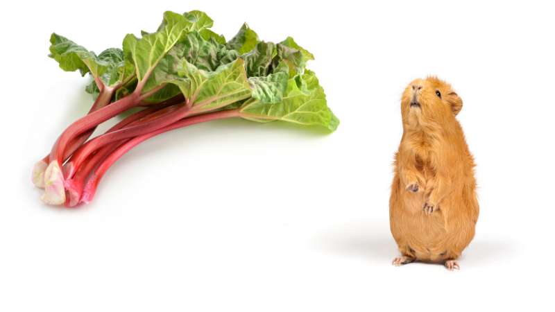 Can Guinea Pigs Eat Rhubarb? | Pet Diet Guide - Safe Rhubarb Alternatives For Guinea Pigs