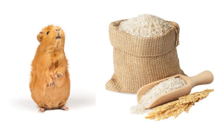 Image showcasing Can Guinea Pigs Eat Rice? | Pet Diet Guide
