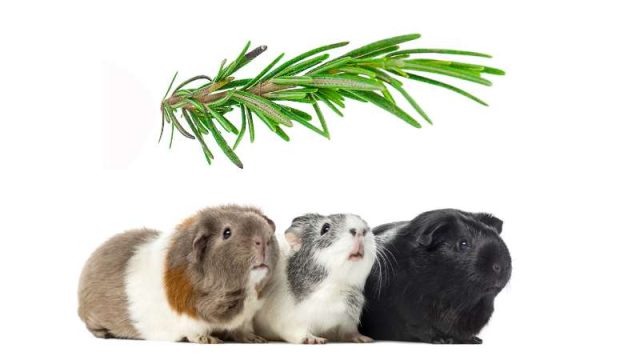 Curated visual reference: Fresh Look at Can Guinea Pigs Eat Rosemary