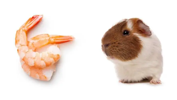 Can Guinea Pigs Eat Shrimp?
