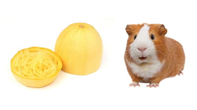 Can Guinea Pigs Eat Spaghetti Squash? | Pet Diet Guide - Guinea Pig Squash Recipes For Energy Boost