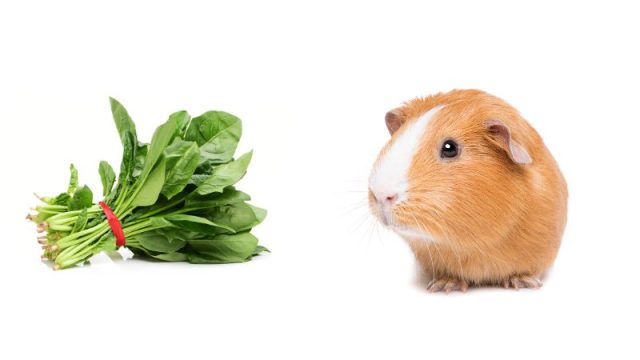 Curated visual reference: Gallery Detail: Can Guinea Pigs Eat Spinach