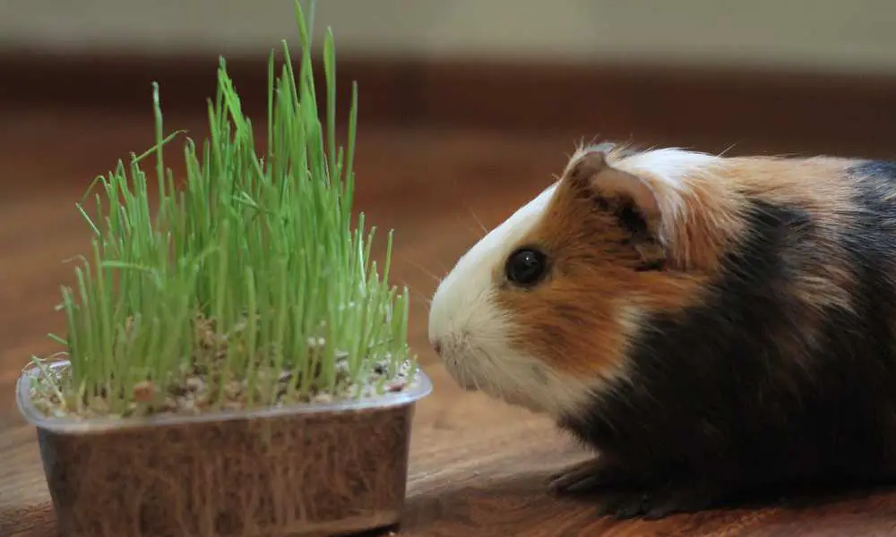 Can Guinea Pigs Eat Sprouts?