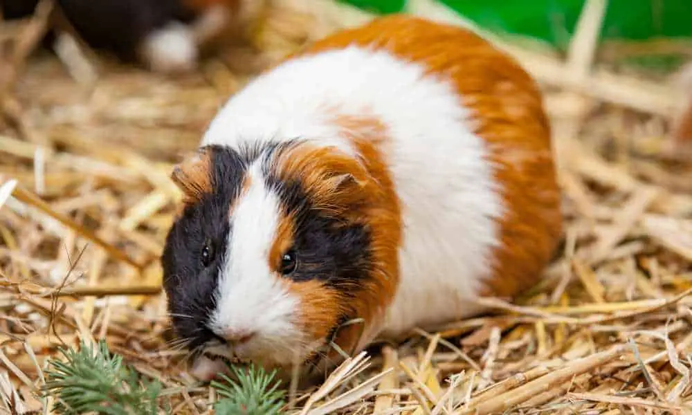 Can Guinea Pigs Eat Straw?