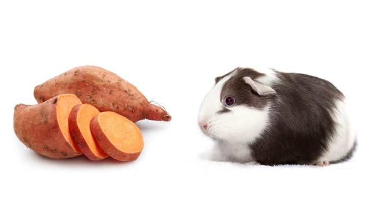 Can Guinea Pigs Eat Sweet Potatoes?