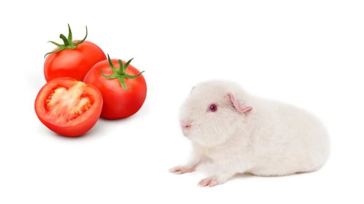 Can Guinea Pigs Eat Tomatoes?
