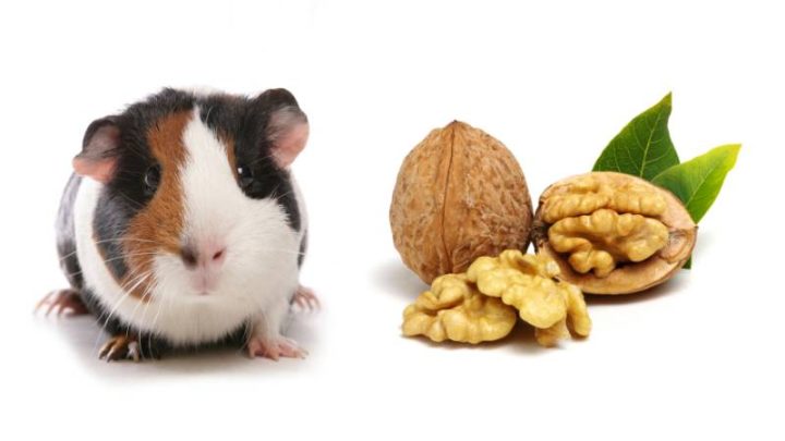 Can Guinea Pigs Eat Walnuts?