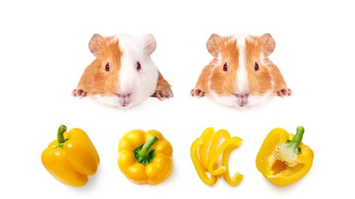 Can Guinea Pigs Eat Yellow Peppers?