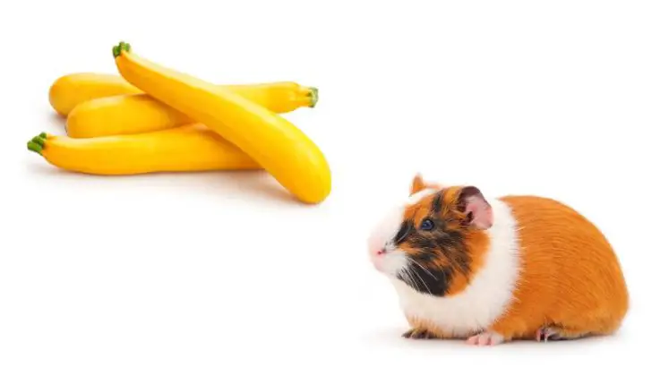 Can Guinea Pigs Eat Yellow Squash?