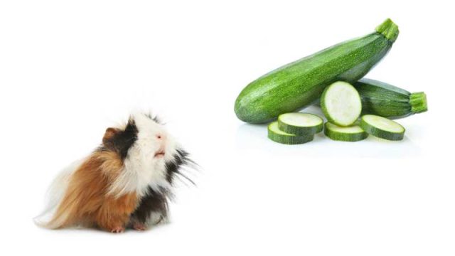 Captivating Can Guinea Pigs Have Zucchini Photo Art Captivating Can Guinea Pigs Have Zucchini Photo Art