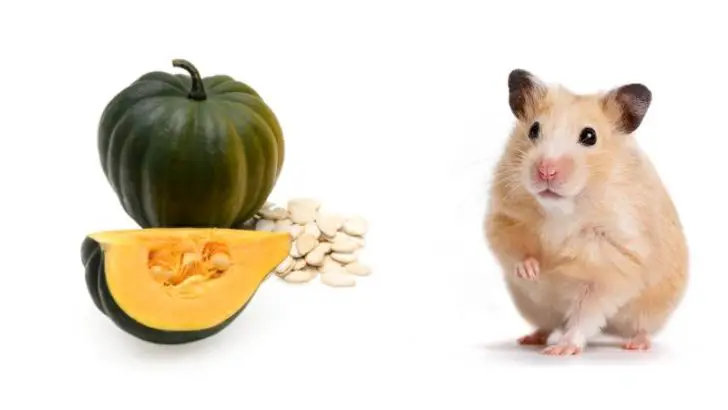 Can Hamsters Eat Acorn Squash?