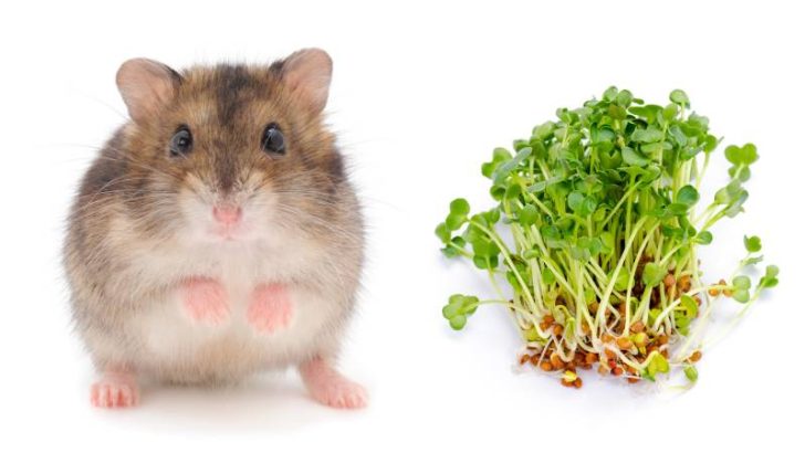 Can Hamsters Eat Alfalfa?
